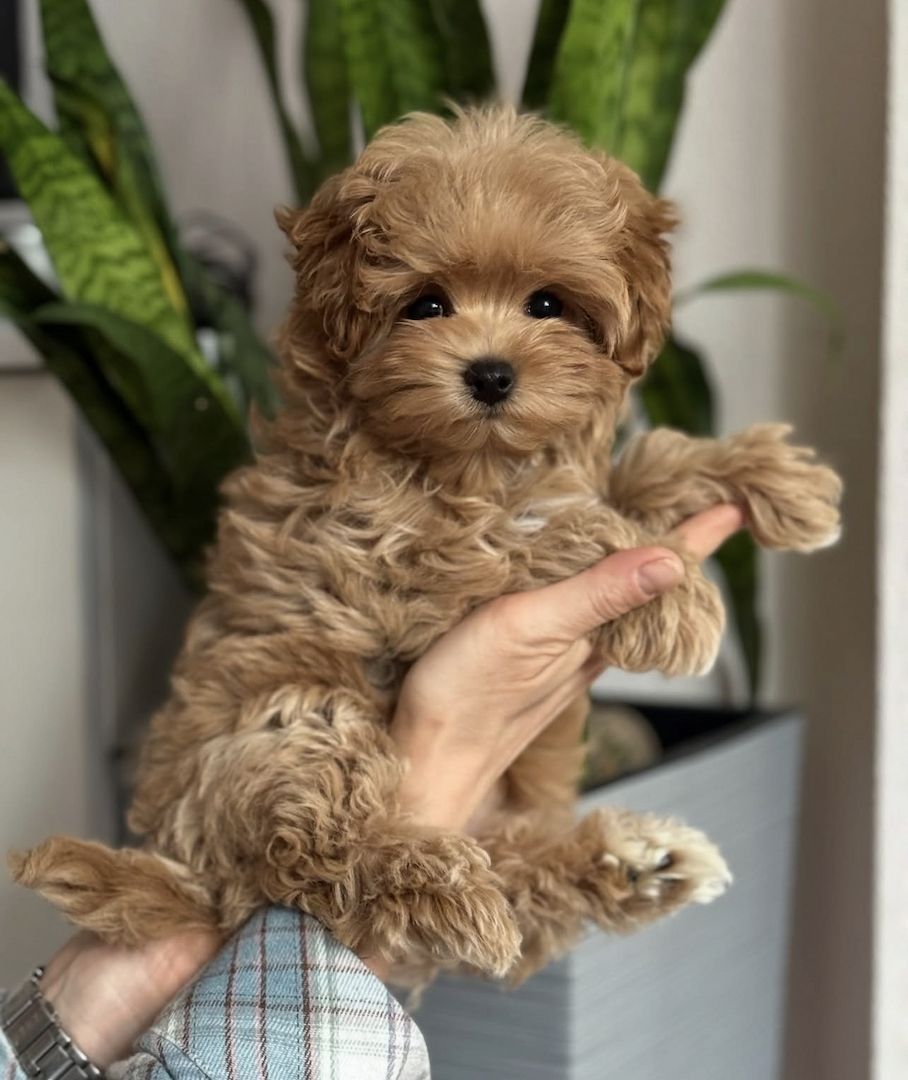 Stubenreine Maltipoo-Welpen suchen ein neues Zuhause.