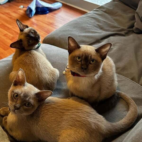 Burma-Kätzchen zur Adoption