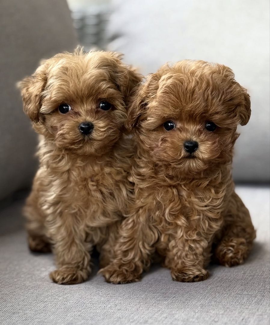 Maltipoo-Welpen zu adoptieren.