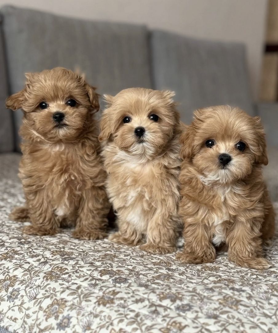 Maltipoo-Welpen suchen ein neues Zuhause.