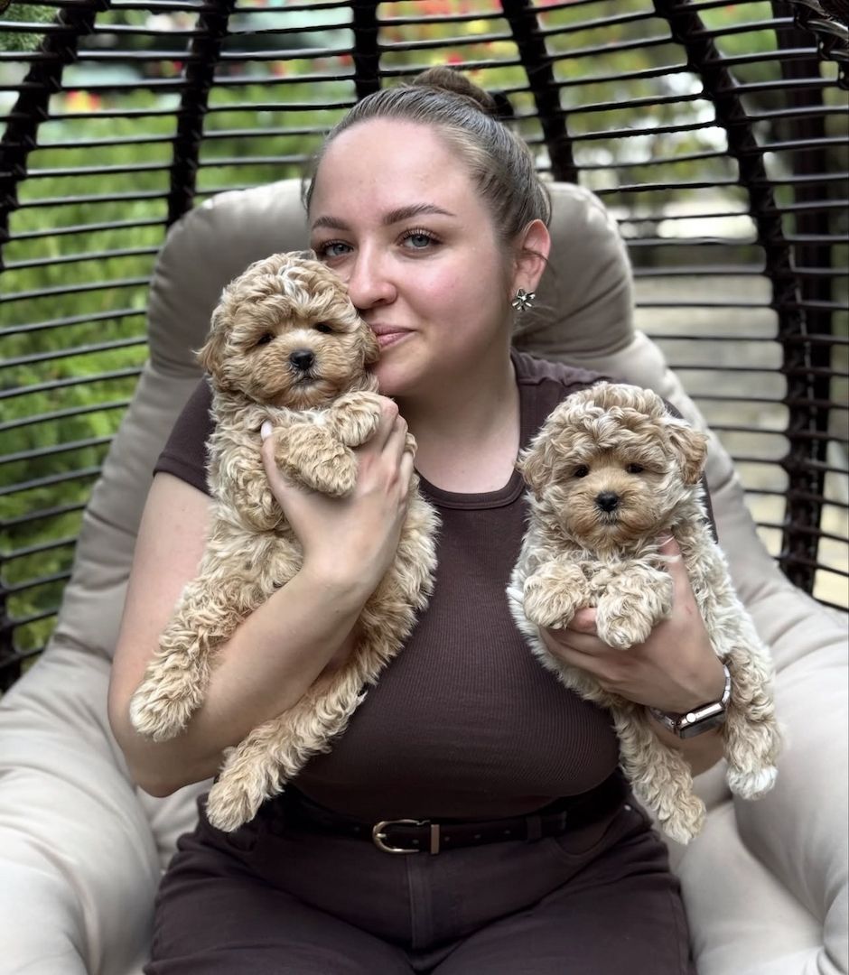 2 Maltipoo-Welpen suchen ein neues Zuhause.