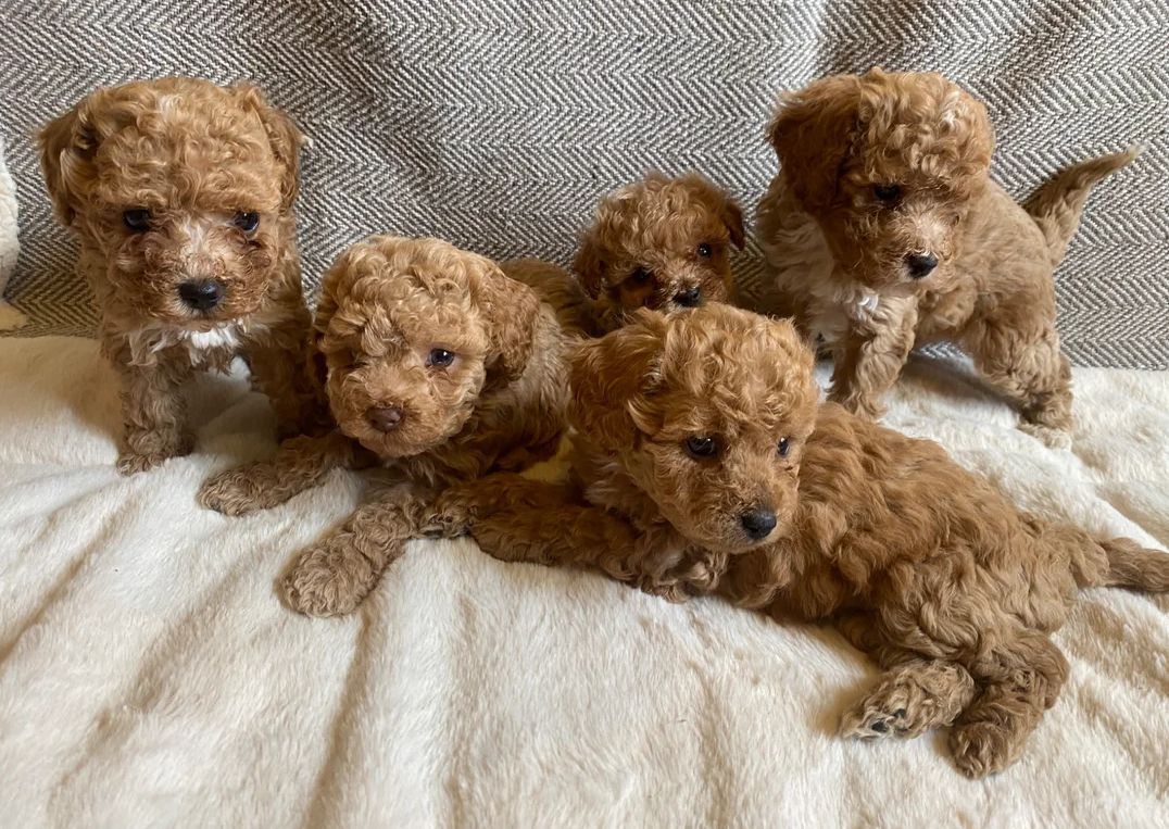 Maltipoo-Welpen zu adoptieren