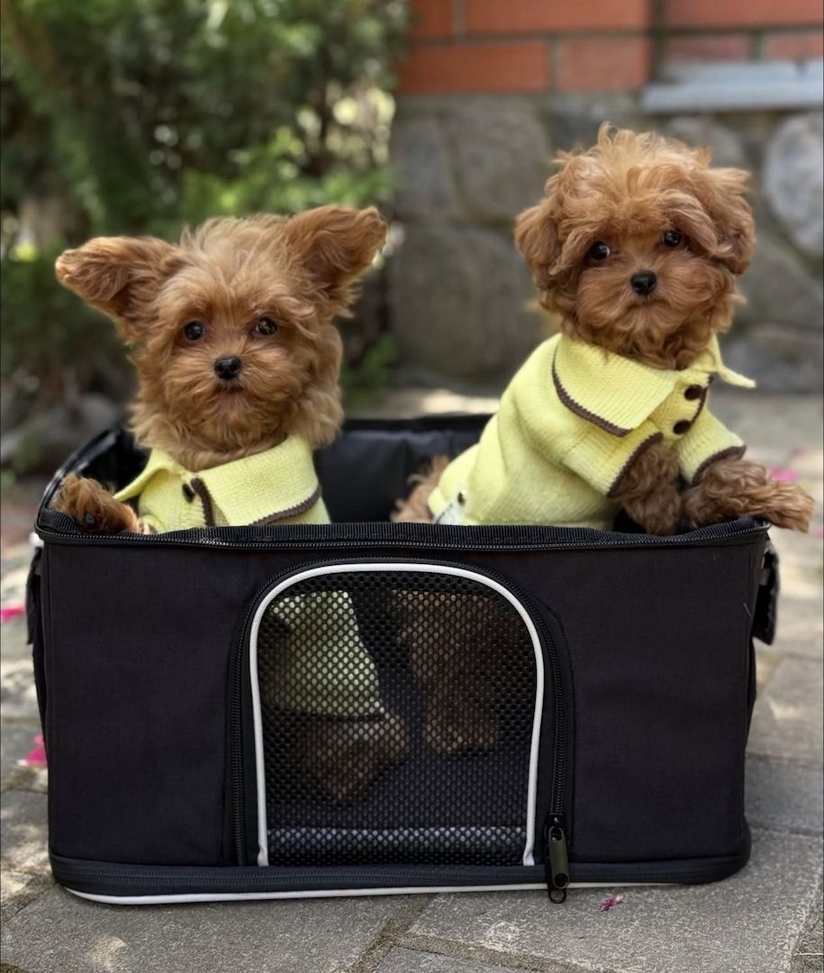 Superniedliche Maltipoo-Welpen suchen ein neues Zuhause.