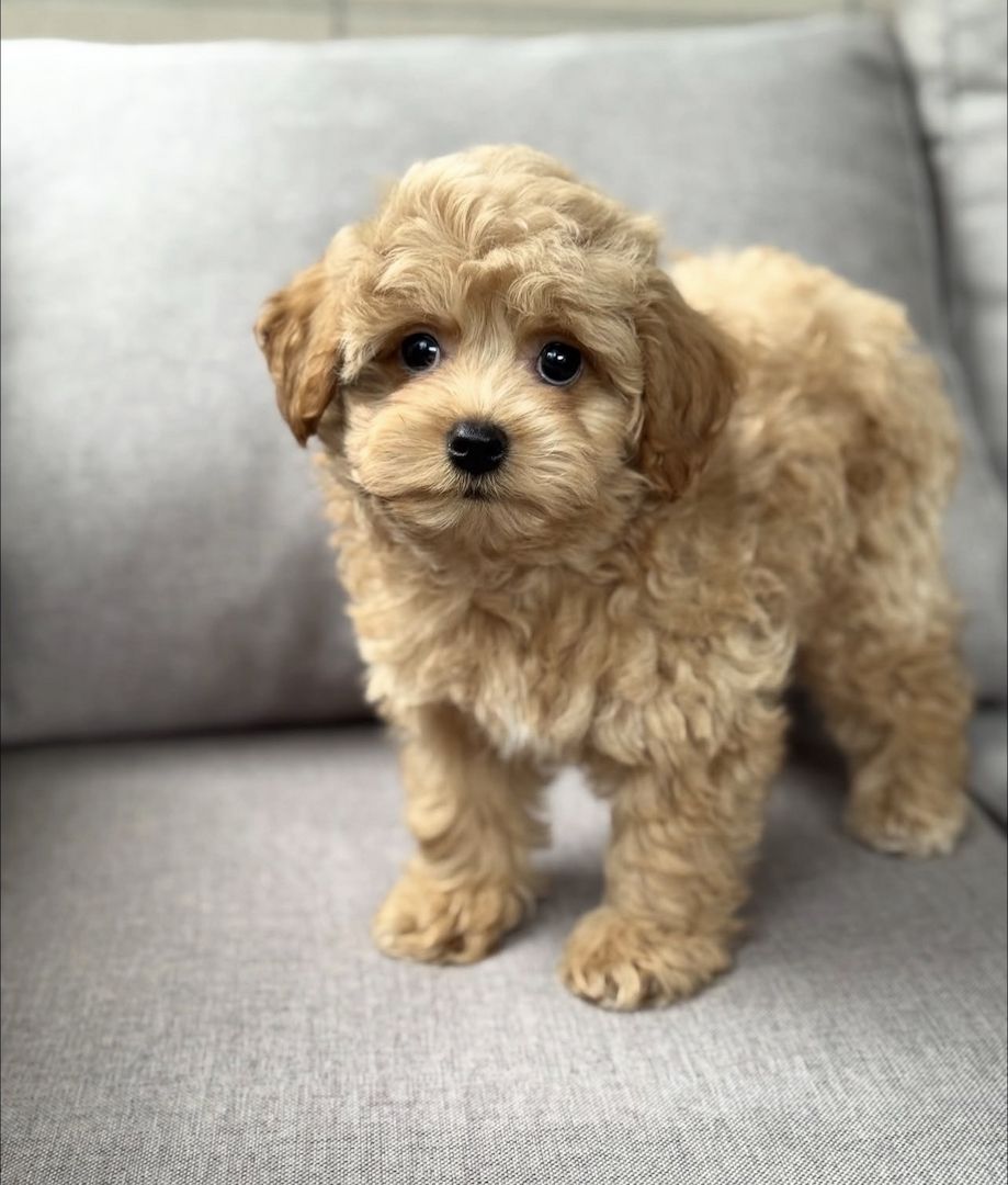 Rex-Maltipoo-Welpen suchen ein neues Zuhause.