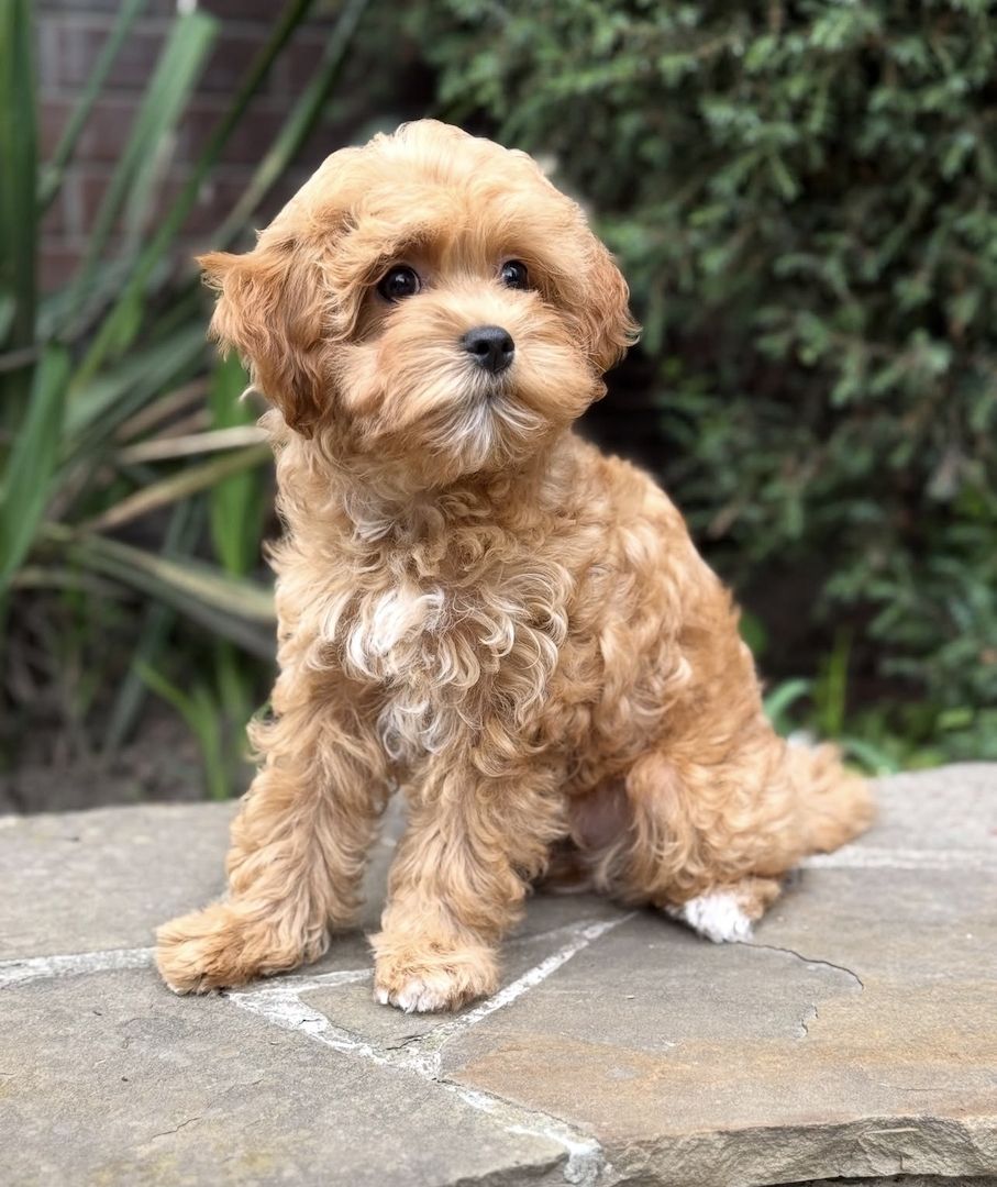 Maltipoo-Welpen zu adoptieren
