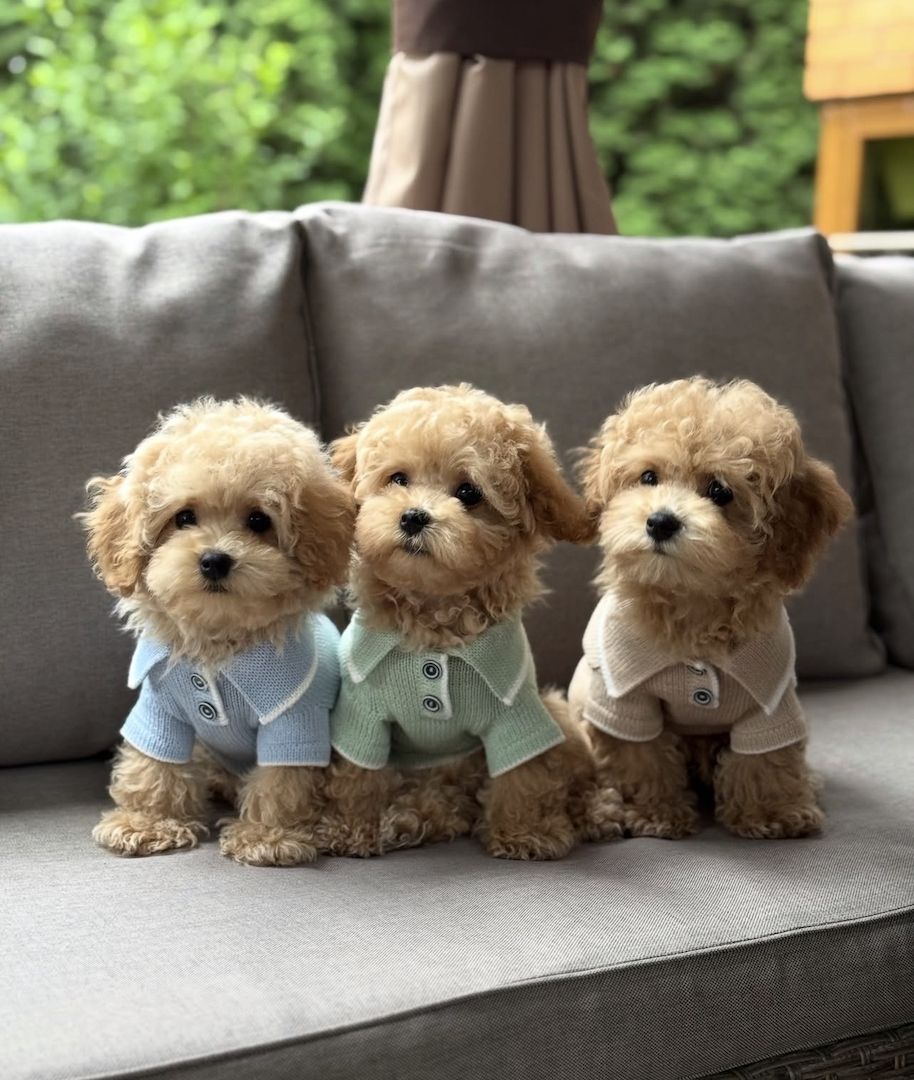 Niedliche Maltipoo-Welpen suchen ein neues Zuhause.