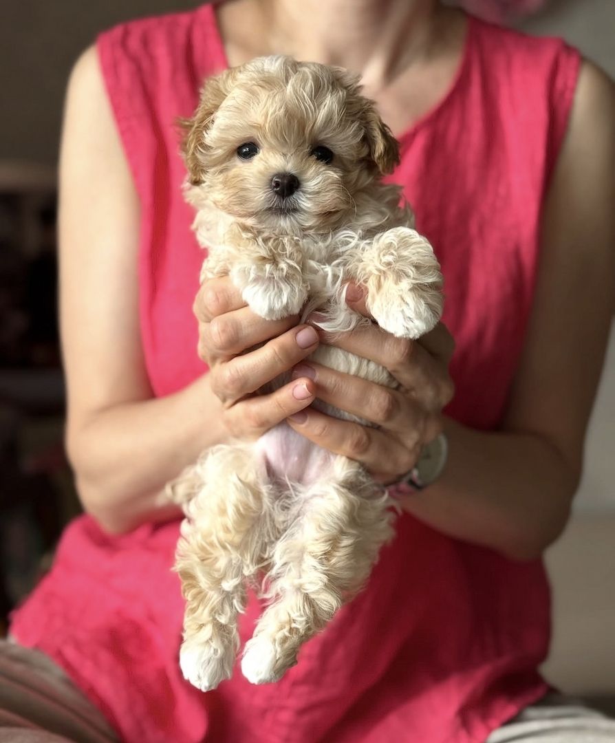 Kleine Maltipoo-Welpen suchen ein neues Zuhause