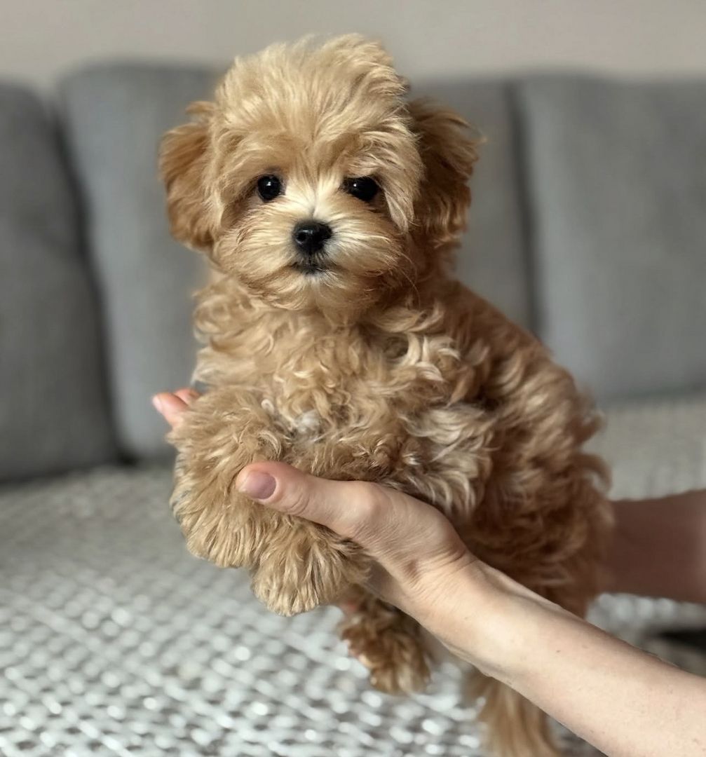 Maltipoo-Welpen (Toy-Rasse) suchen ein neues Zuhause.