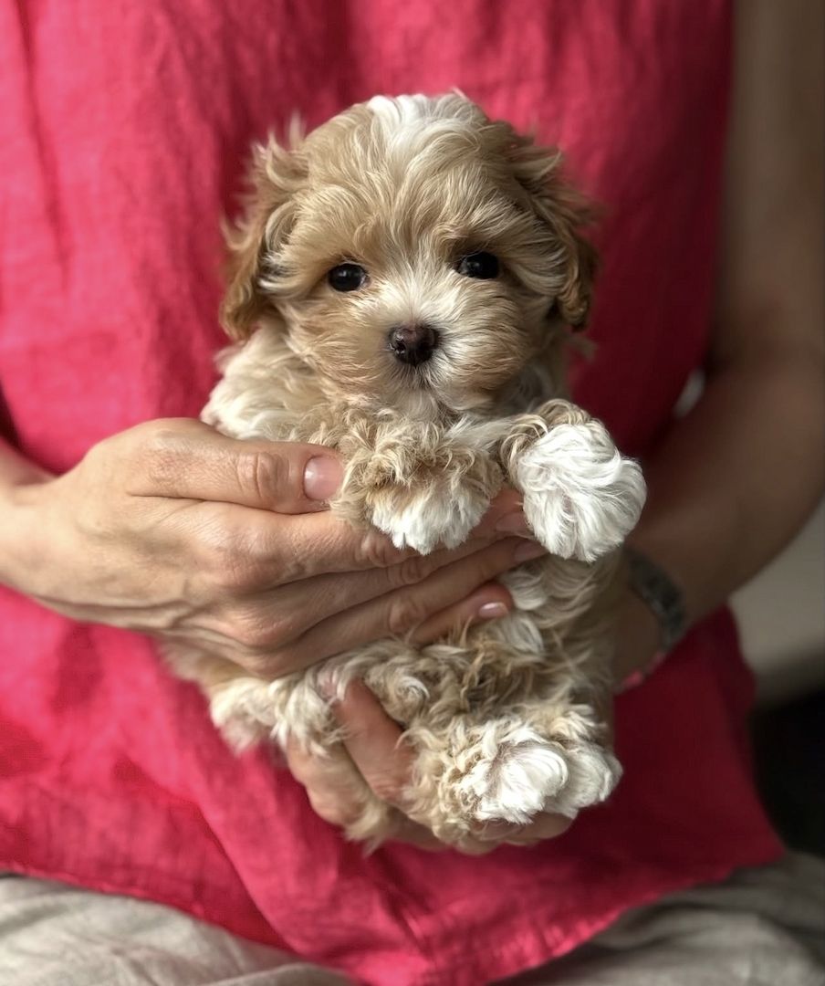 Maltipoo-Welpen (Teacup-Größe) suchen ein neues Zuhause.