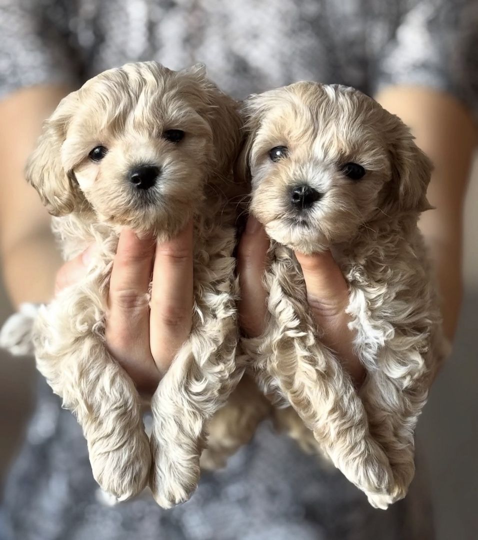 Winzige Maltipoo-Welpen suchen ein neues Zuhause.