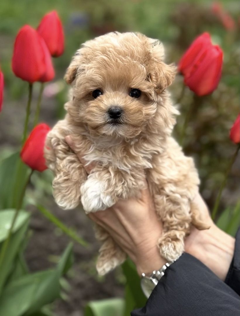 Wunderschöne Maltipoo-Welpen suchen ein neues Zuhause.