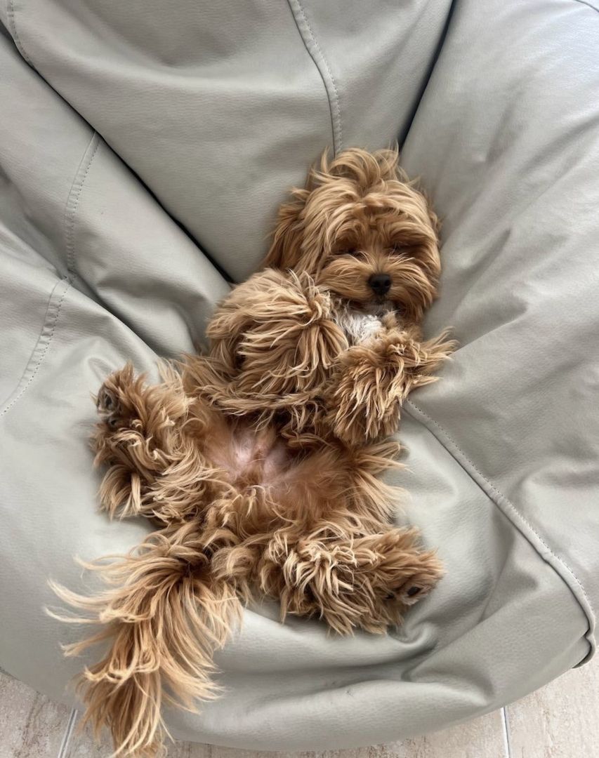 Maltipoo-Welpen abzugeben