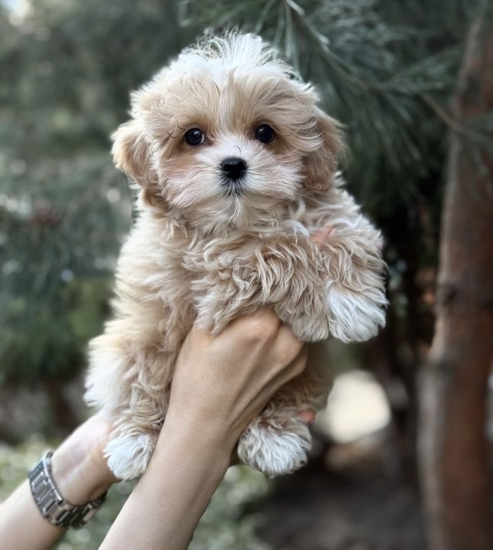 Zwei männliche Maltipoo-Welpen abzugeben