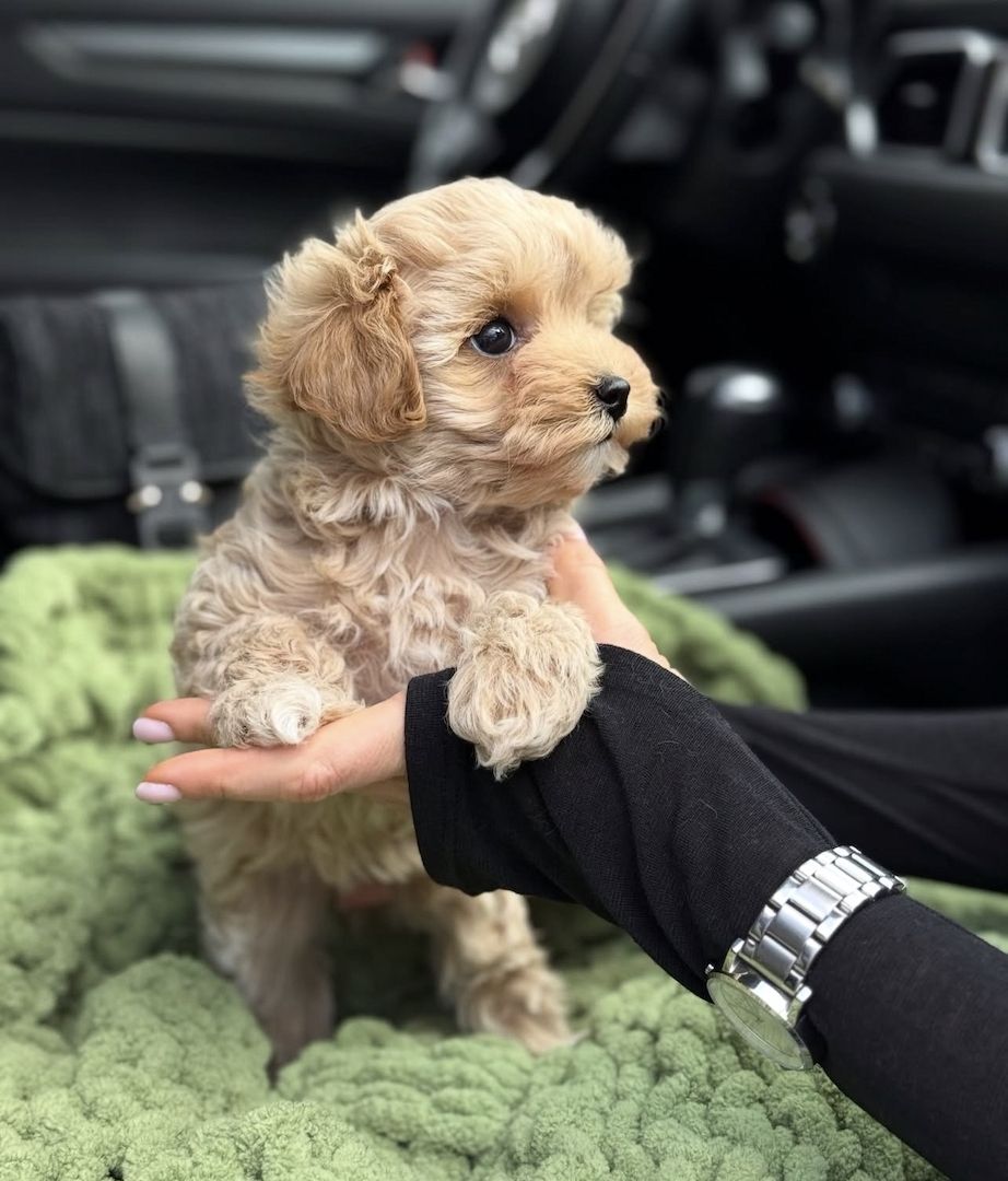 Drei Maltipoo-Welpen (Mädchen) abzugeben