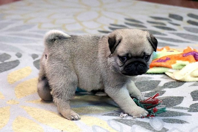 Hübsche 12 Wochen alte Mops-Welpen