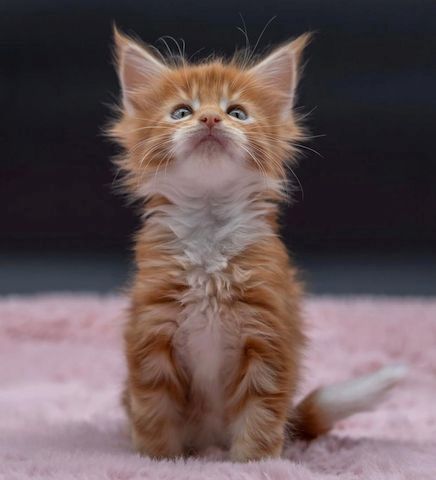 Maine Coon Kätzchen