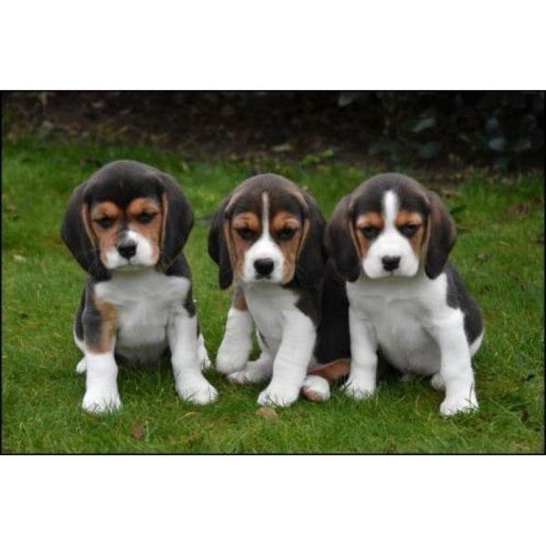 Beagle Welpen, sozialisiert