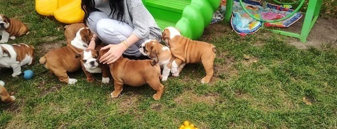 Englische Bulldogge zu verkaufen