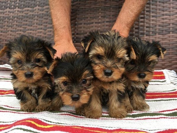 Liebevolle Yorkshire Terrier Welpen