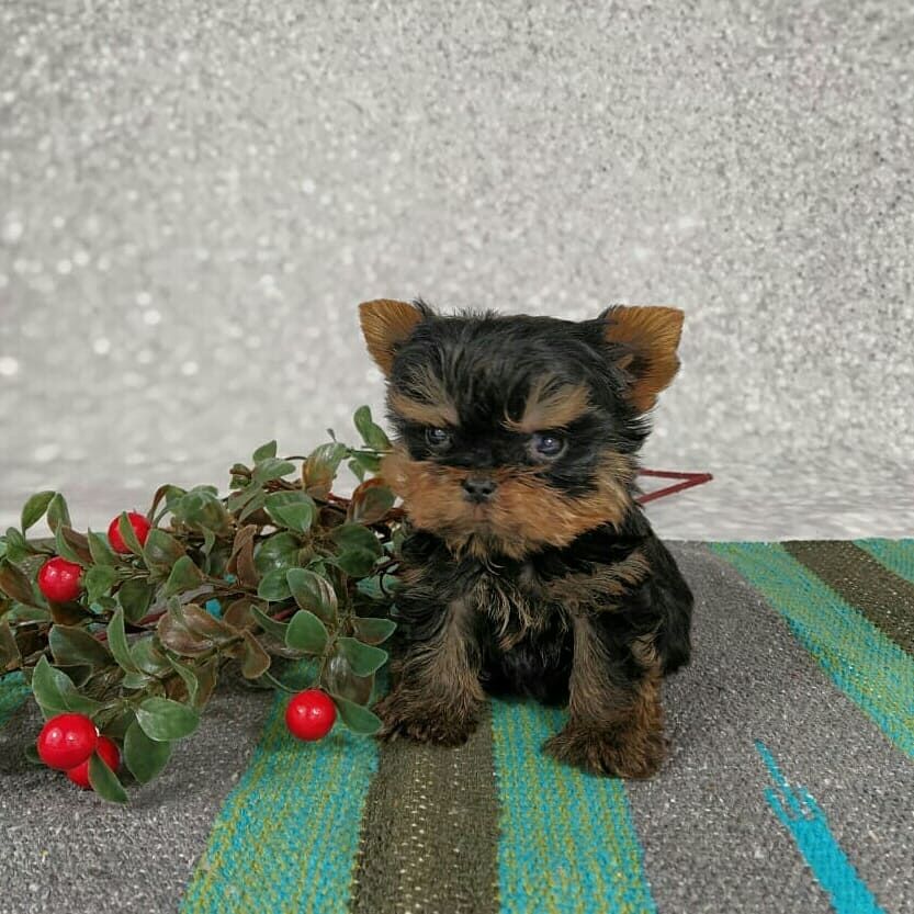 Entzückende Yorkshire-Terrier-Welpen suchen ein liebevolles Zuhause!