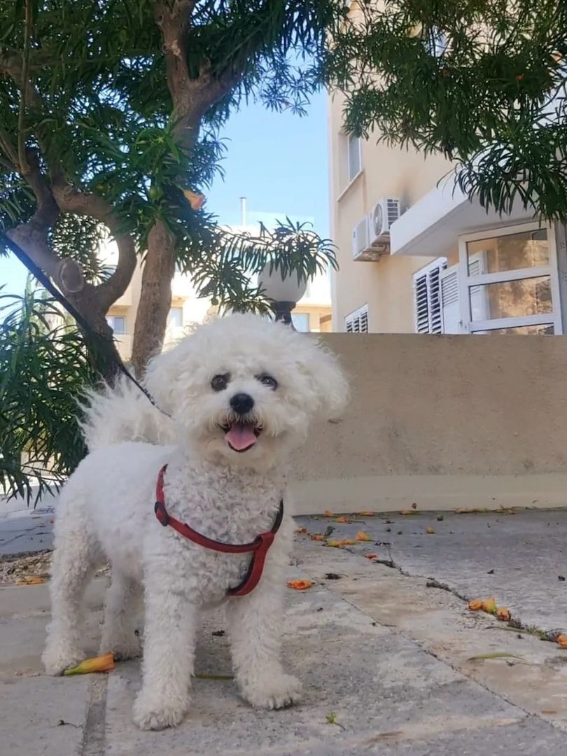 Entzückende Bichon-Frisé-Welpen suchen ein liebevolles Zuhause!