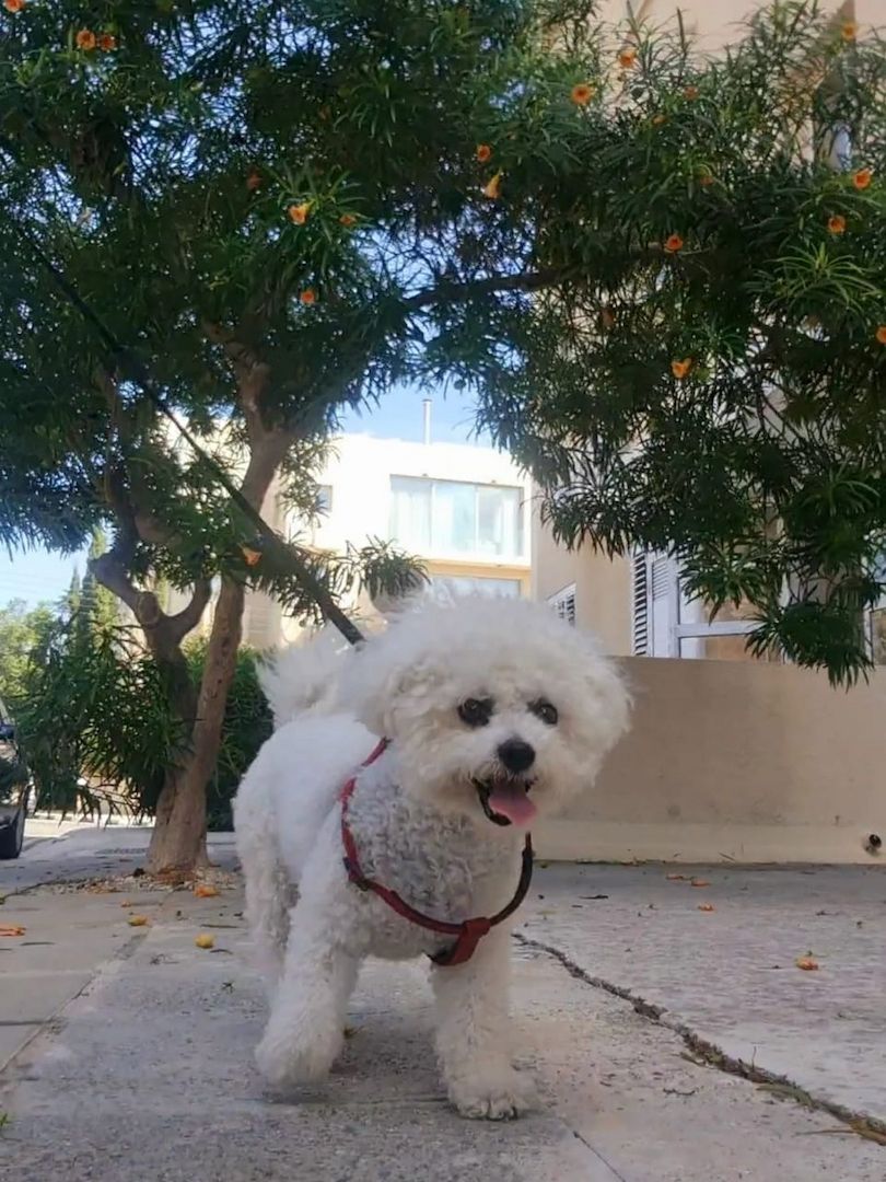 Entzückende Bichon-Frisé-Welpen suchen ein liebevolles Zuhause!