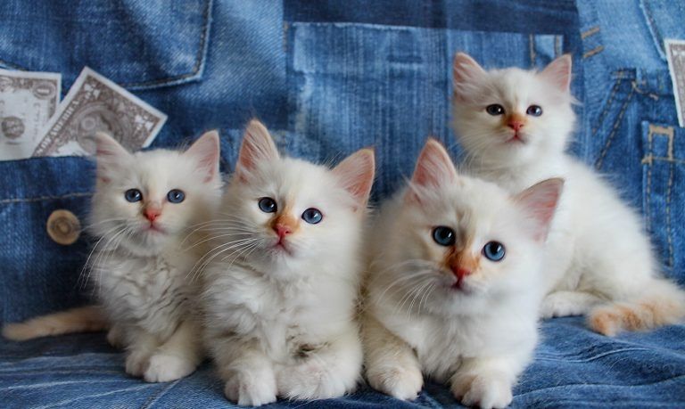 Heilige Birma Kitten mit Ahnentafel,