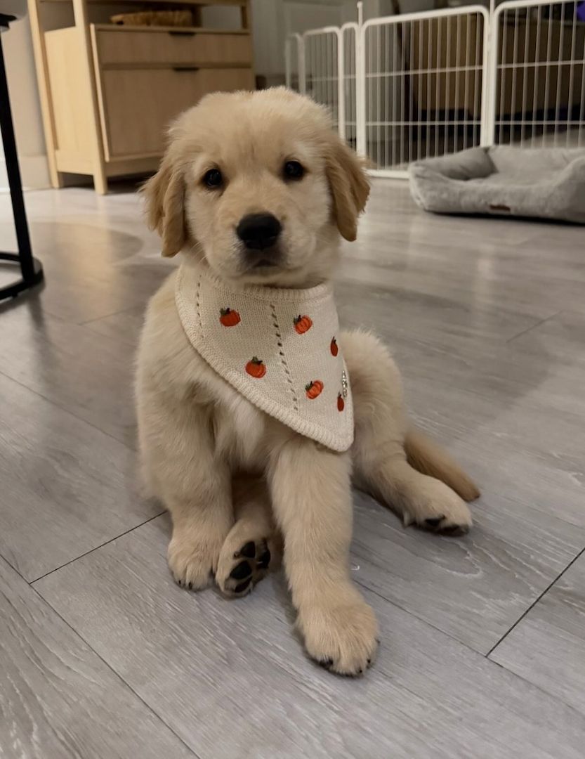 Bezaubernde Golden-Retriever-Welpen suchen ein liebevolles Zuhause!