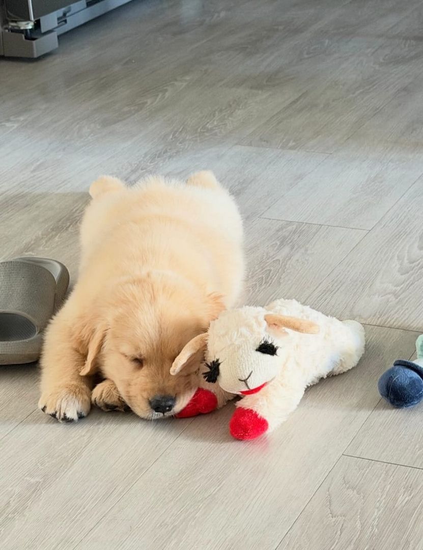 Bezaubernde Golden-Retriever-Welpen suchen ein liebevolles Zuhause!
