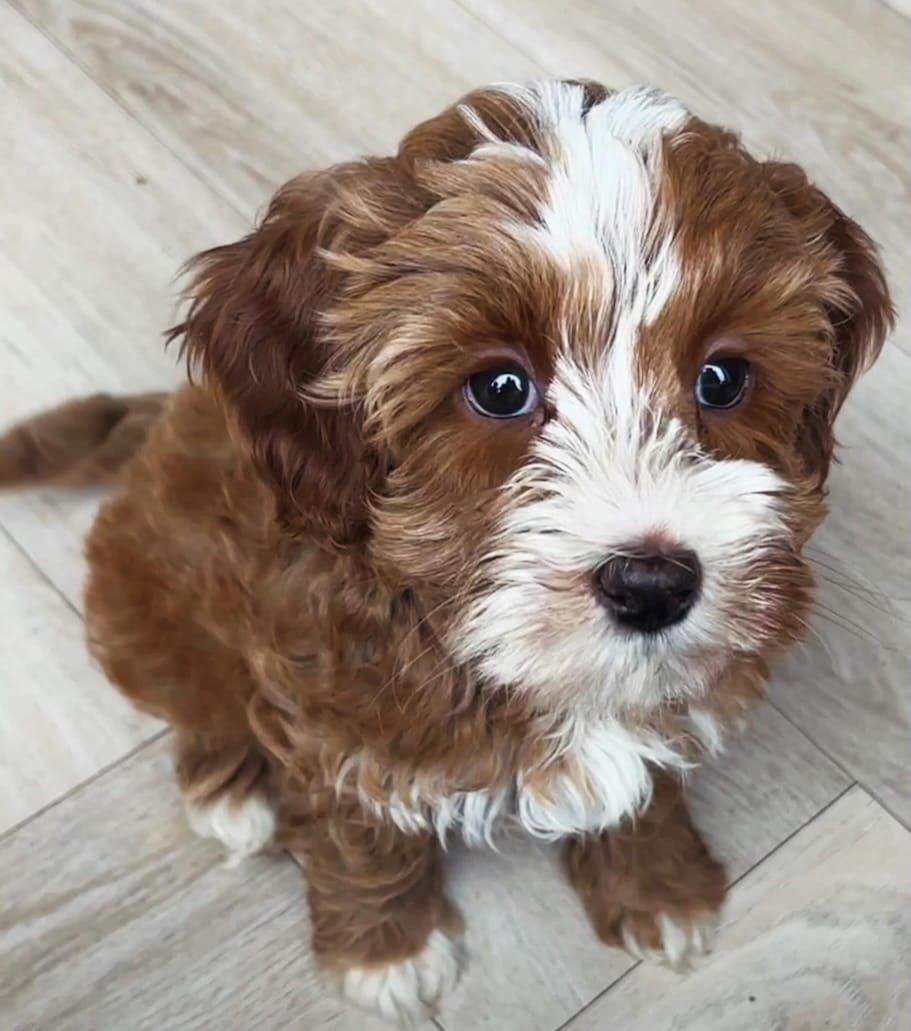 Entzückende Labradoodle-Welpen suchen ein liebevolles Zuhause!