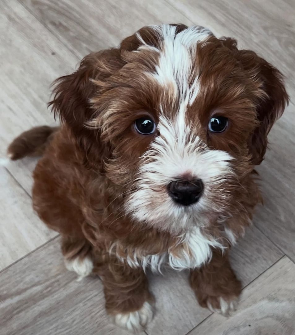 Entzückende Labradoodle-Welpen suchen ein liebevolles Zuhause!