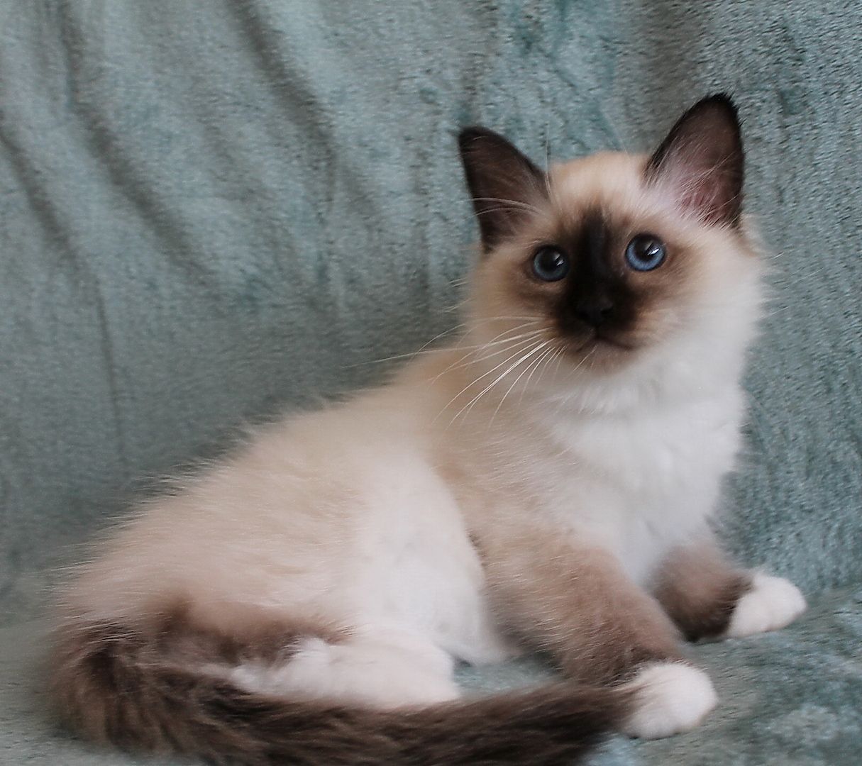 Heilige Birma Kitten mit Ahnentafel,