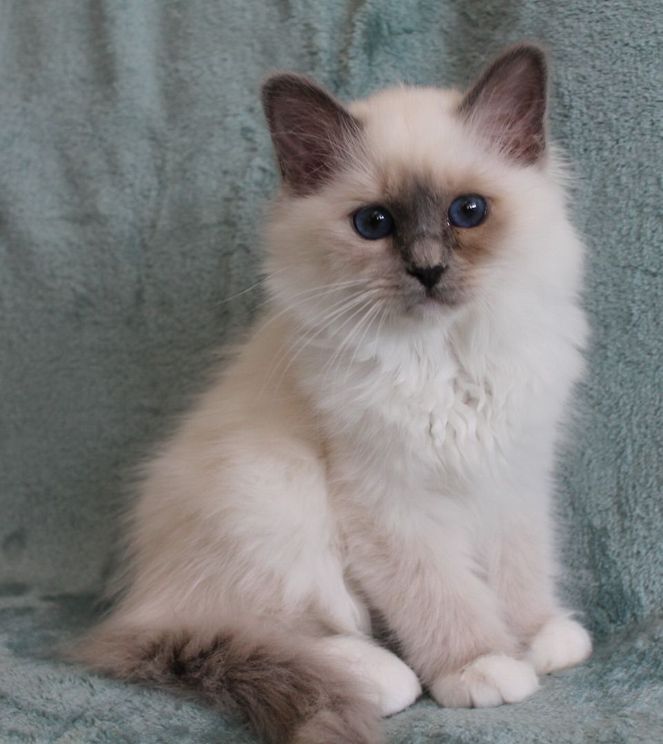 Heilige Birma Kitten mit Ahnentafel,