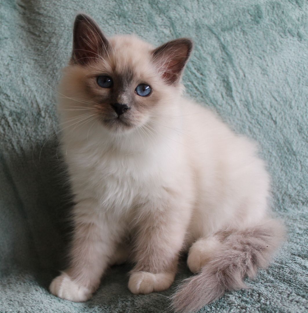 Heilige Birma Kitten mit Ahnentafel,