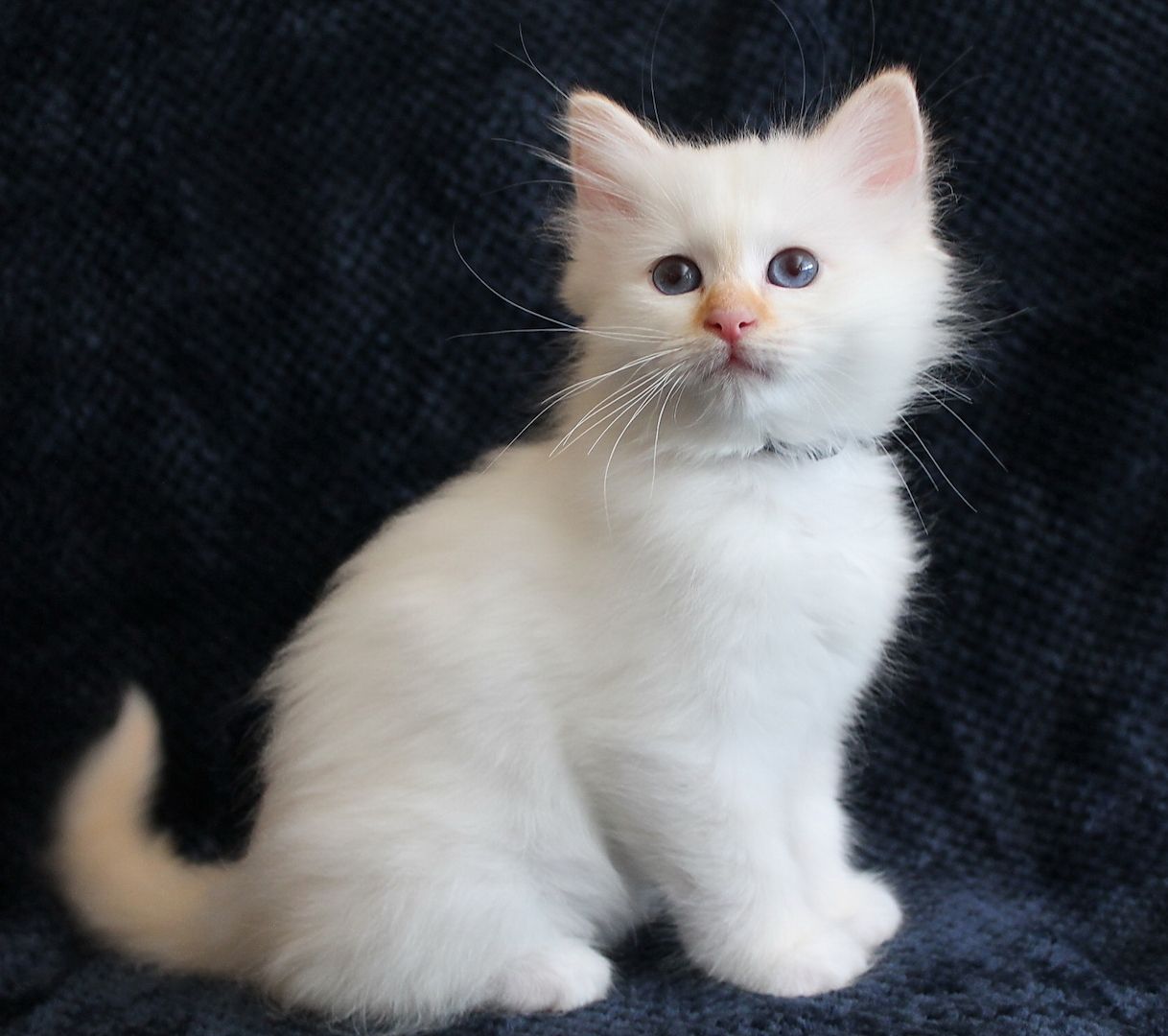 Heilige Birma Kitten mit Ahnentafel,