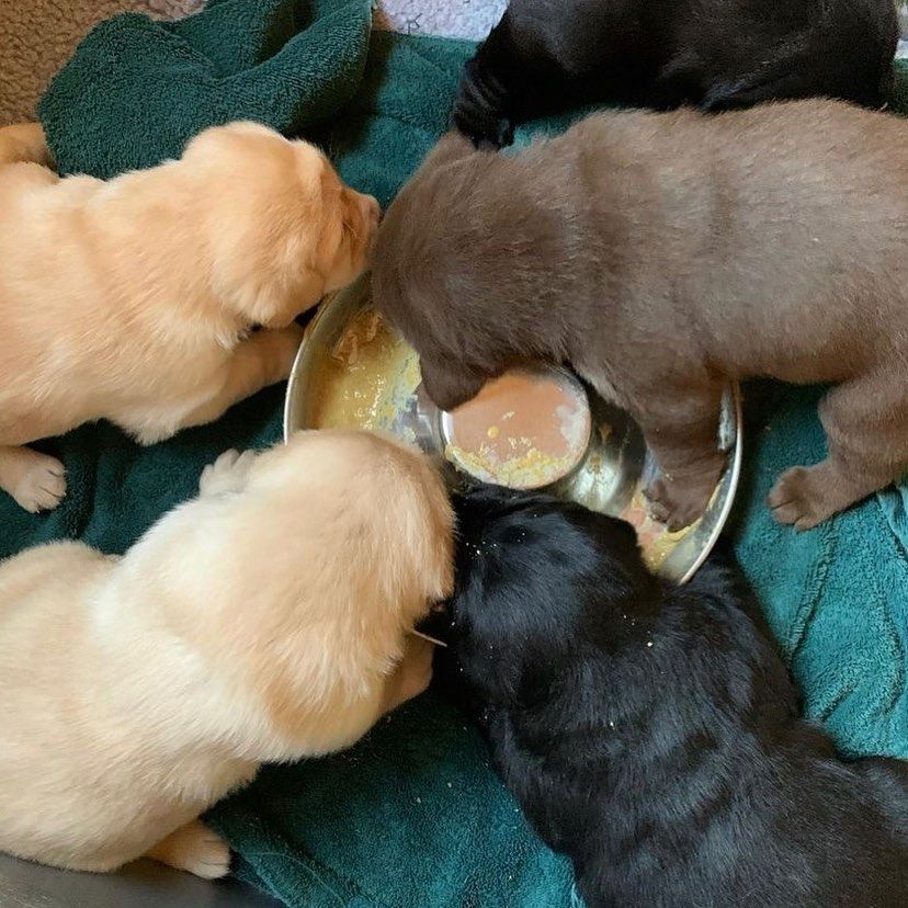 Entzückende Labrador-Retriever-Welpen suchen ein liebevolles Zuhause!
