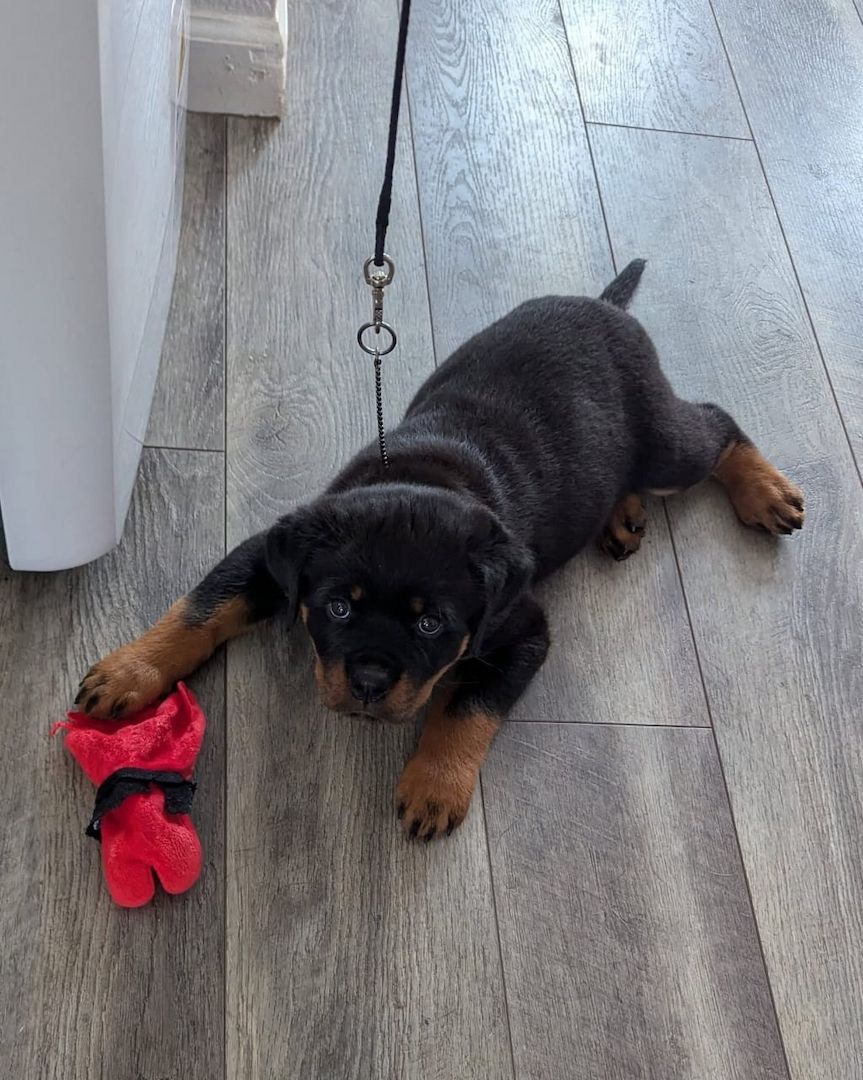 Bezaubernde Rottweiler-Welpen suchen ein liebevolles Zuhause!