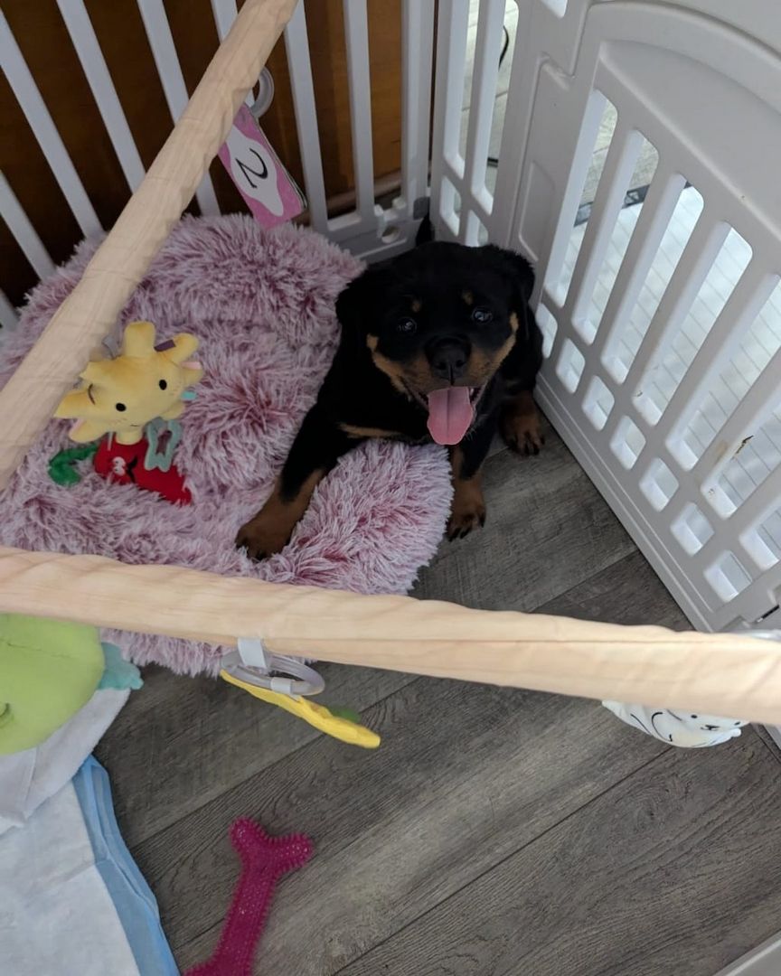 Bezaubernde Rottweiler-Welpen suchen ein liebevolles Zuhause!