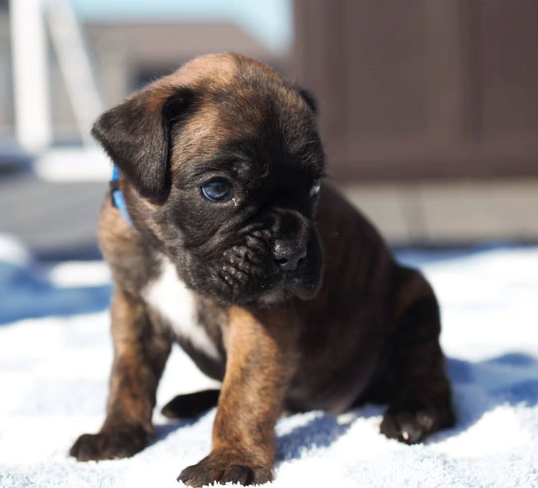 Süße Boxer-Welpen suchen ein liebevolles Zuhause!