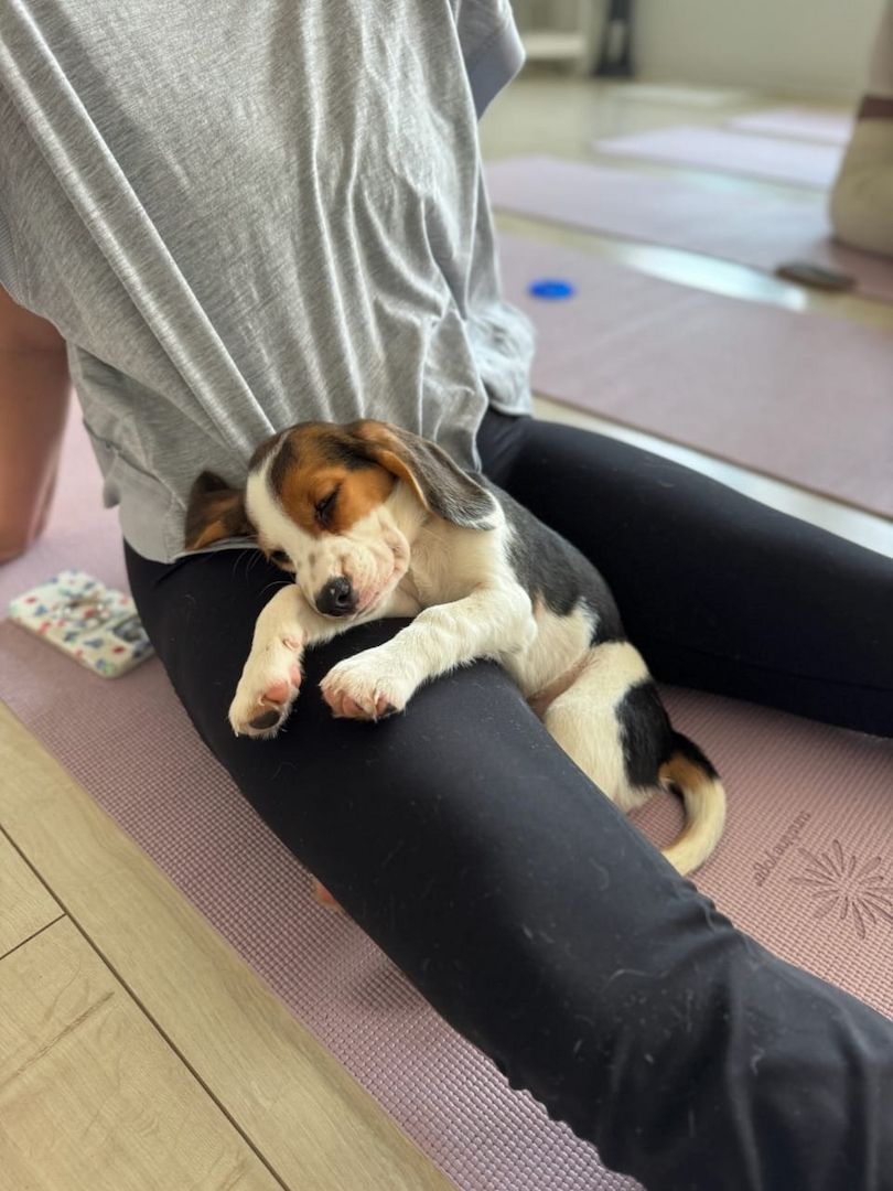 Entzückende Beagle-Welpen suchen ein liebevolles Zuhause!