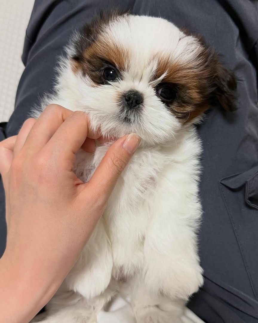 Entzückende Shih-Tzu-Welpen suchen ein liebevolles Zuhause!