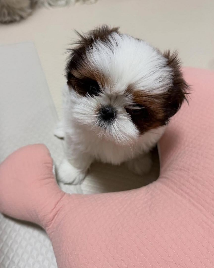 Entzückende Shih-Tzu-Welpen suchen ein liebevolles Zuhause!