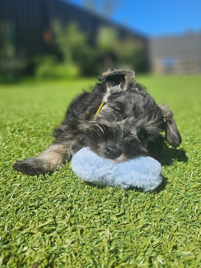 Entzückende Zwergschnauzer-Welpen suchen ein liebevolles Zuhause!