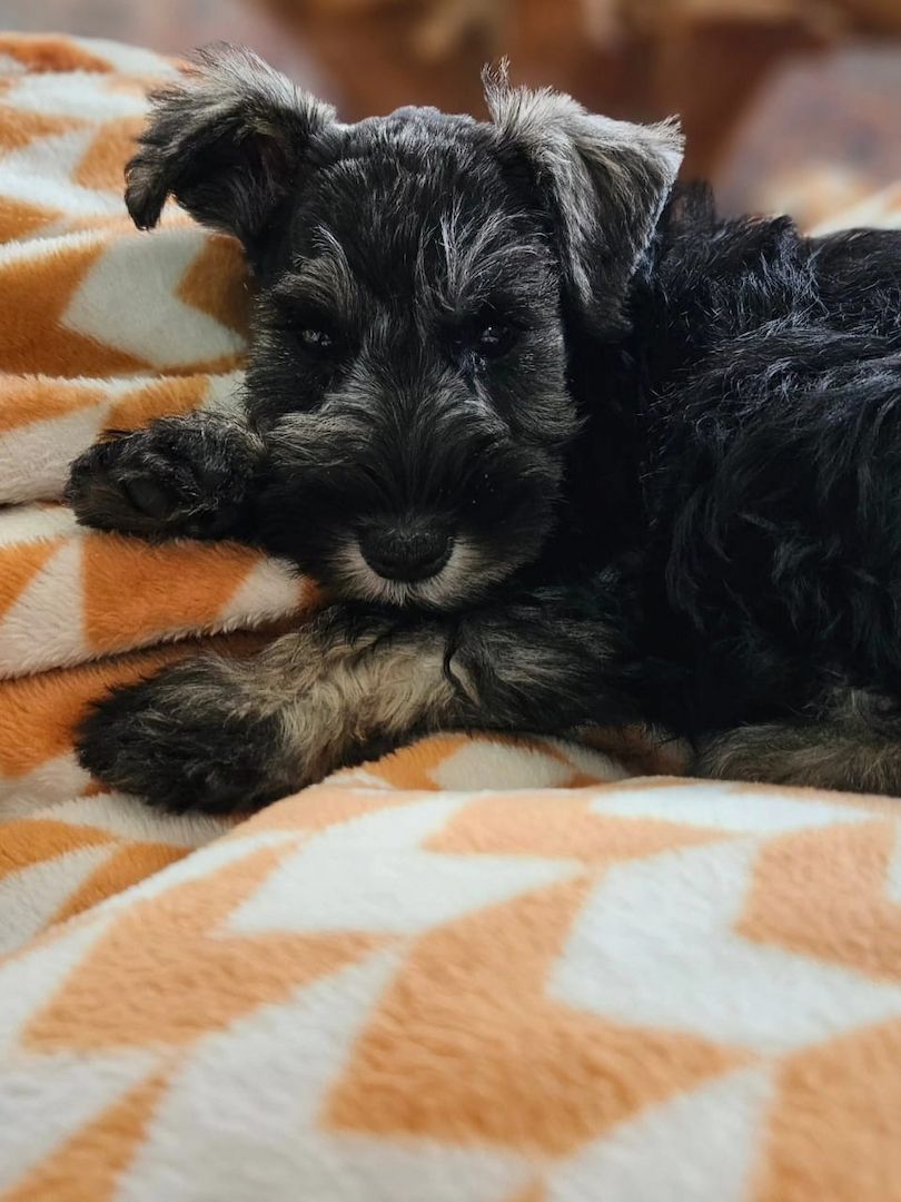 Entzückende Zwergschnauzer-Welpen suchen ein liebevolles Zuhause!