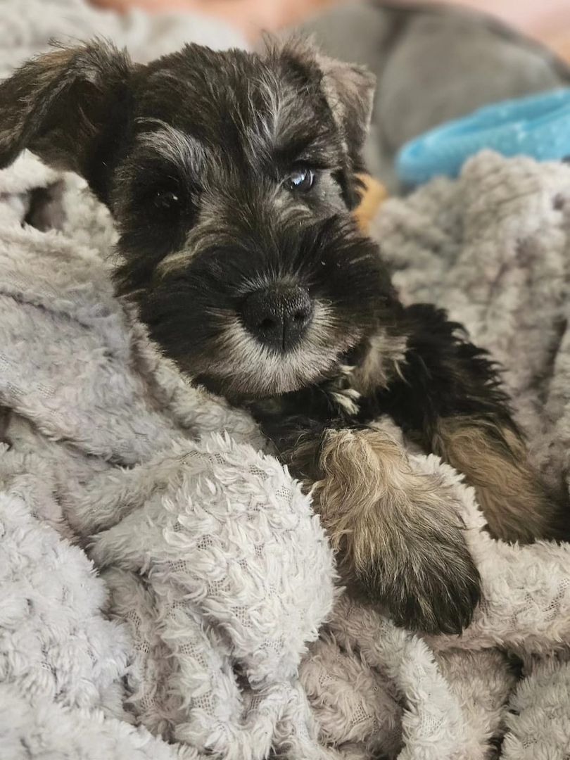 Entzückende Zwergschnauzer-Welpen suchen ein liebevolles Zuhause!