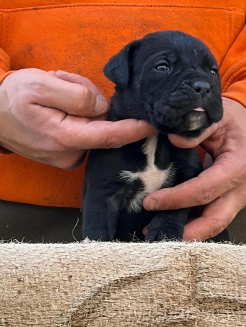 Entzückende Cane-Corso-Welpen suchen ein liebevolles Zuhause!