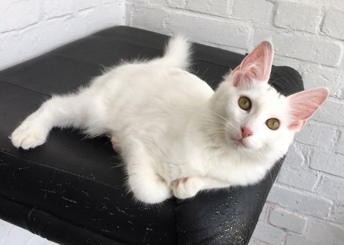 4,5 Monate altes menschenbezogenes Kätzchen - Bengal / Main-Coon