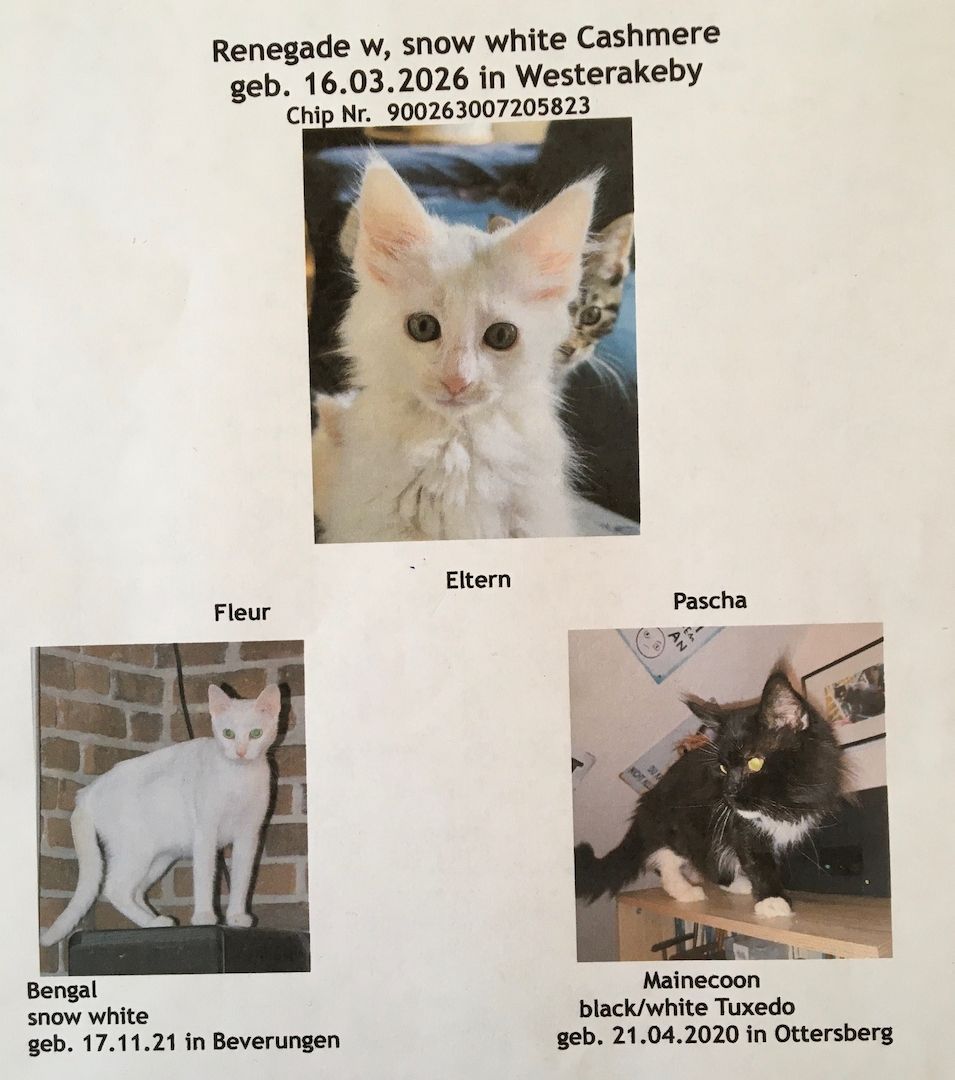 4,5 Monate altes menschenbezogenes Kätzchen - Bengal / Main-Coon