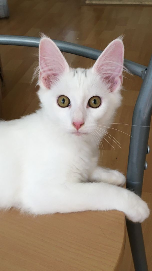 4,5 Monate altes menschenbezogenes Kätzchen - Bengal / Main-Coon