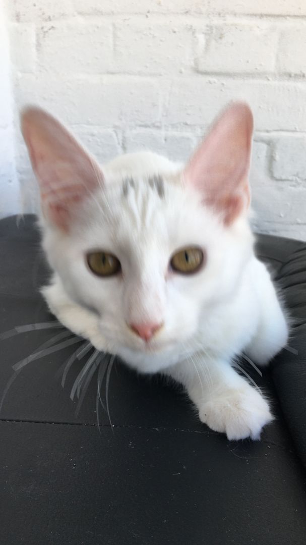 4,5 Monate altes menschenbezogenes Kätzchen - Bengal / Main-Coon